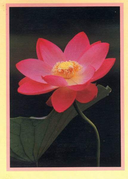 lotus.jpg (23585 bytes)